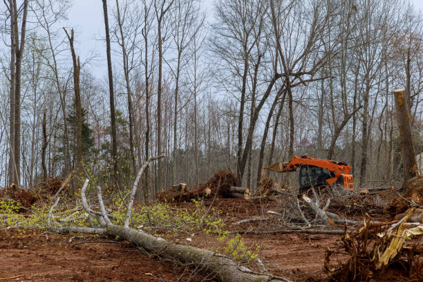 Mulching Services in Honea Path, SC